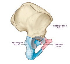 Расположение лобковой кости у человека