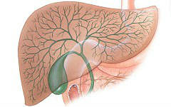 Ганглерон назначают при лечении дискинезии желчевыводящих путей