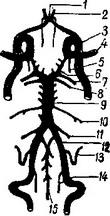 схема артерий основания мозга