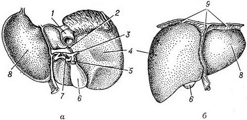 Строение печени рисунок