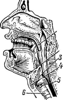 строение гортани рисунок