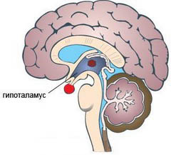 гипоталамус