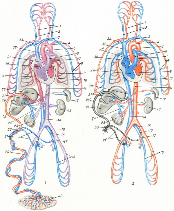 схема кровообращения плода и новорожденного
