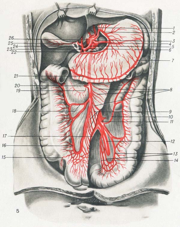 Артерии брюшной полости анатомия схема