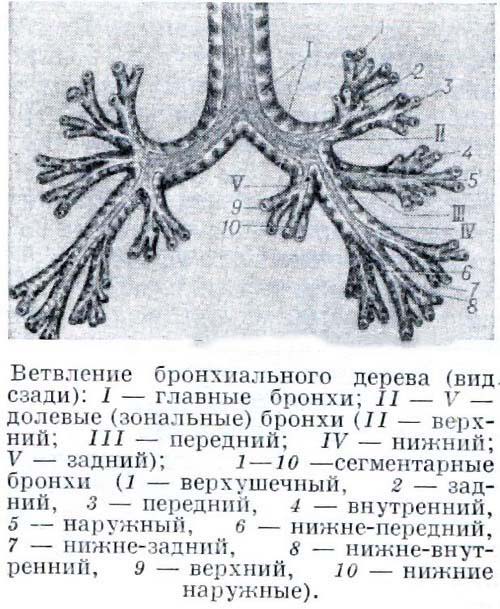 Деление бронхиального дерева схема