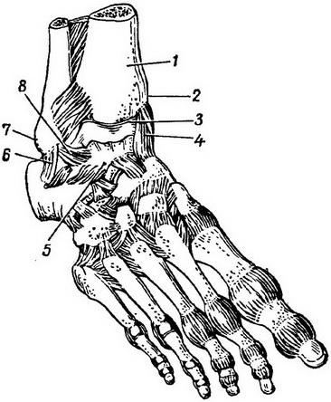 голеностопный сустав