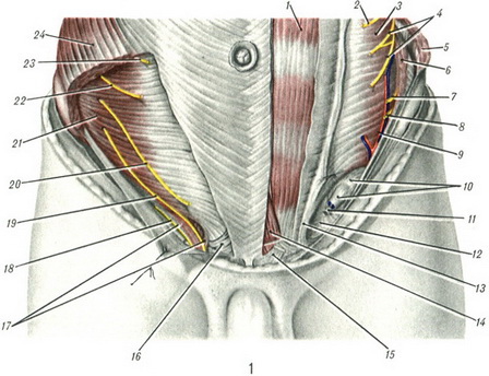 паховая область анатомия