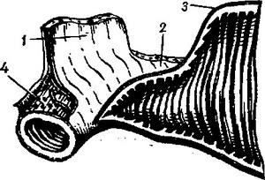 строение стенки тонкой кишки