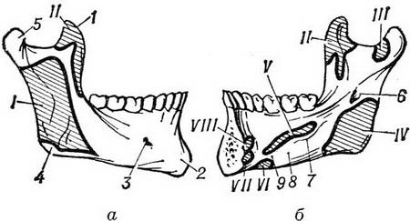 нижняя челюсть