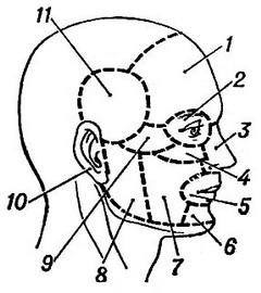 топографические области лица