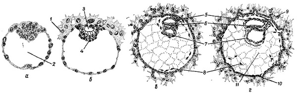 схема ранних этапов развития зародыша человека