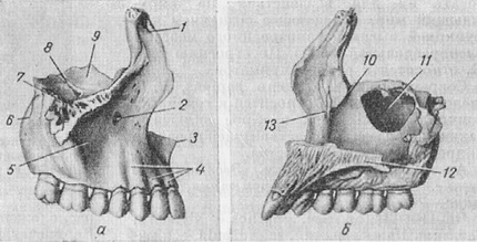 верхнечелюстная кость