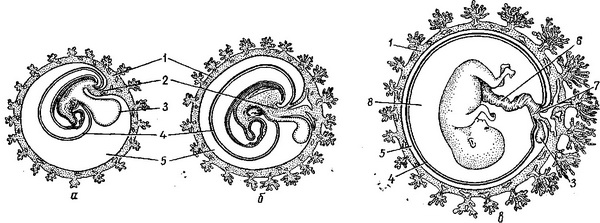 Строение эмбриона млекопитающего егэ картинка с подписями