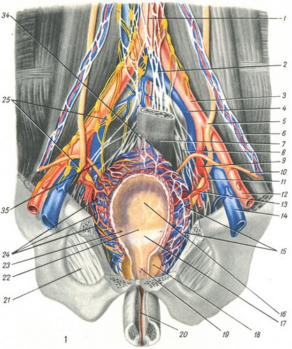 сосуды и <a href='http://www.вокабула.рф/энциклопедии/медицинская-энциклопедия/нервы' class='voclinksee'>нервы</a> мочевого пузыря