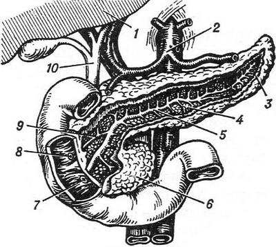 поджелудочная железа строение