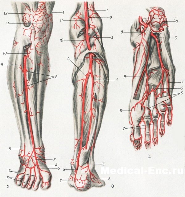Артерии и вены ног в картинках