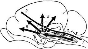 Подкорковые функции