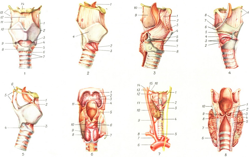 анатомия гортани