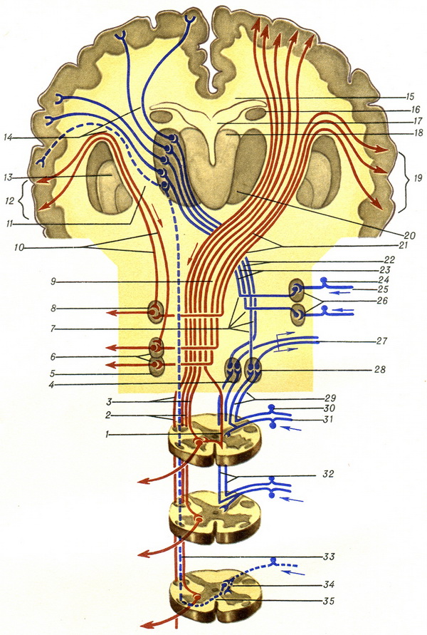 Проводящие пути головного и спинного мозга анатомия презентация