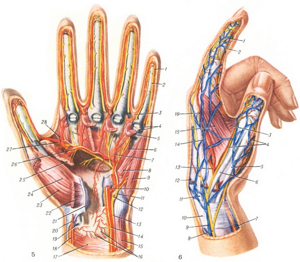 Нервные окончания на руке схема