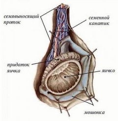 Воспаление семенных пузырьков везикулит